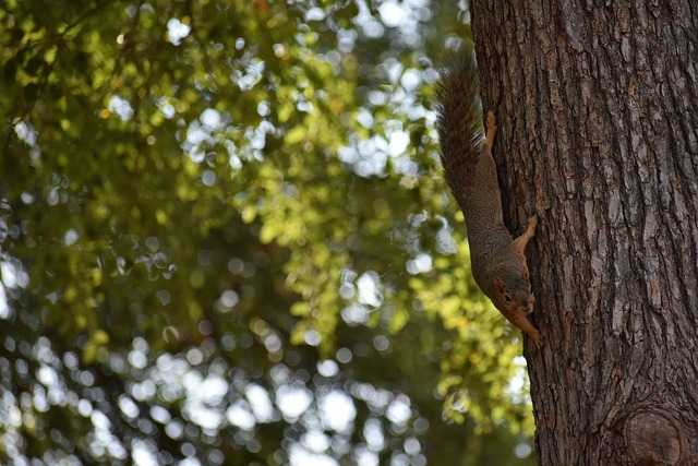 巴乔在职业 巴乔在职业